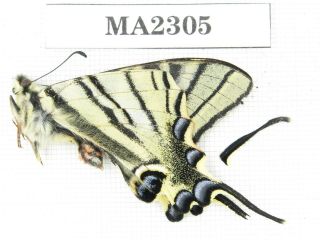 Butterfly.  Iphiclides Podalirinus.  China,  W Sichuan,  Batang.  1m.  Ma2305.