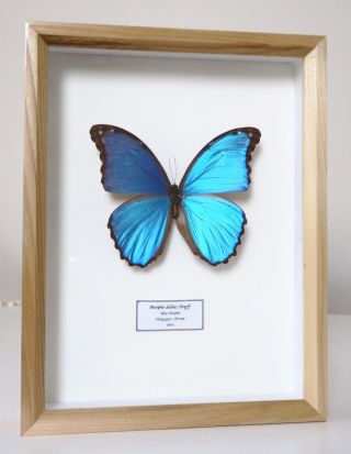 Real Metallic Blue Butterfly Morpho Didius Peru Framed