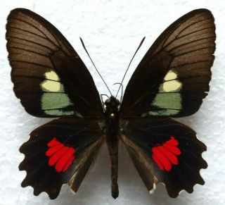 Venezuelan Butterflies Caught In The 70ies - Parides Ssp.  1 (m)
