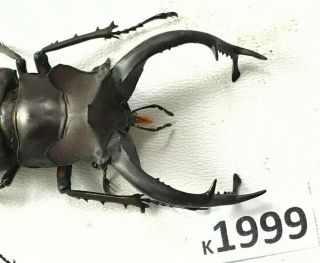 K1999 Unmounted Beetle Lucanus Dongi 74mm ?? Vietnam Central