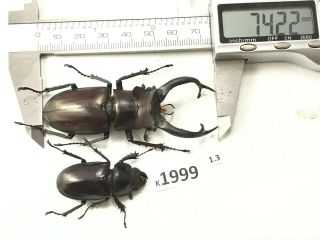 k1999 unmounted Beetle Lucanus Dongi 74mm ?? Vietnam central 2