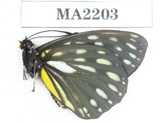 Butterfly.  Hestina Nicevillei Ssp.  C Of Nepal,  Kathmandu Valley.  1m.  Ma2203.