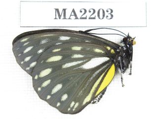 Butterfly.  Hestina nicevillei ssp.  C of Nepal,  Kathmandu valley.  1M.  MA2203. 2