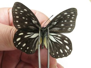 Butterfly.  Hestina nicevillei ssp.  C of Nepal,  Kathmandu valley.  1M.  MA2203. 3
