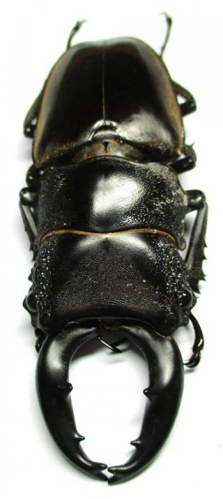 J061 Lucanidae: Prosopocoilus Lumawigi Male 65mm