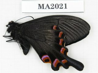 Butterfly.  Papilio Syfanius Ssp.  China,  Yunnan,  Deqin,  Mt,  Meilixueshan.  1m Ma2021