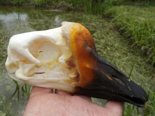 Real Swan Goose Skull Bird Taxidermy