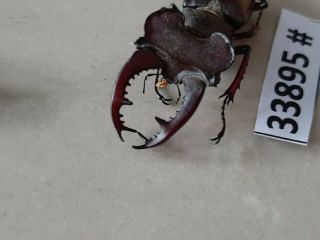 VietNam beetle Lucanus ps.  47mm,  33895 pls check photo (A1) 2