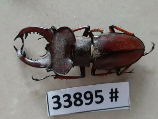 VietNam beetle Lucanus ps.  47mm,  33895 pls check photo (A1) 3