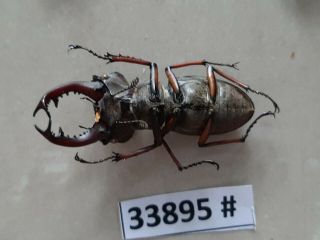 VietNam beetle Lucanus ps.  47mm,  33895 pls check photo (A1) 4
