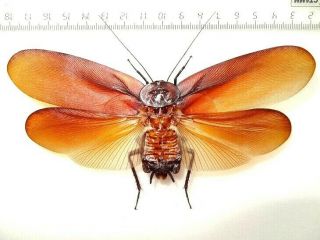Megaloblatta Giant Cockroach,  138 Mm Wingspan Peru.  Rare Species