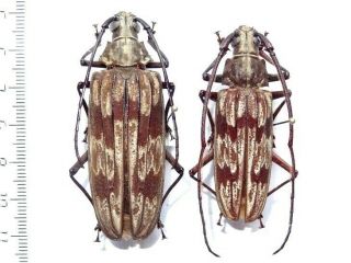 Cerambycidae Prioninae Baralipton Severini,  Pair.  Malaysia.  Large And