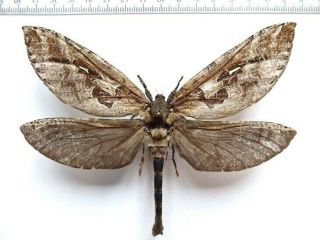 Hepialidae Phassus Sp. ,  Panama.  Giant 133 Mm.  Very Rare
