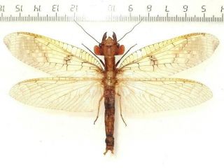 Megaloptera Corydalus,  112 Mm Wingspan Panama.  Rare And Unusual Species