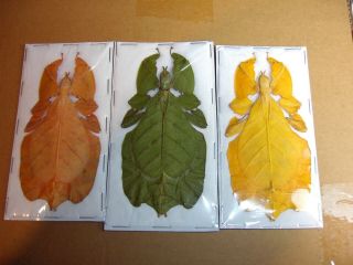 Leaf Insect Phyllium Bioculatum 3 Color Forms Some Rare Specimens