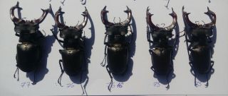 Coleoptera Lucanidae Lucanus Cervus A1 / 5 Piece/ 75 - 77mm / Ukraine