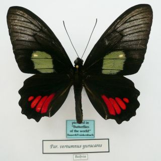 PARIDES VERTUMNUS YURACARES MALE FROM BOLIVIA (Pictured in Butterflies of the Wo 2