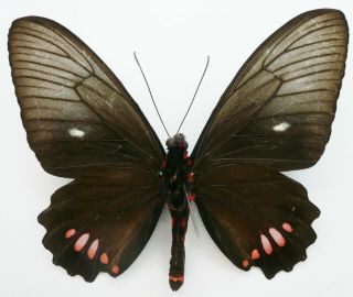 PARIDES VERTUMNUS YURACARES MALE FROM BOLIVIA (Pictured in Butterflies of the Wo 3