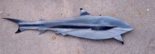 Blacktip Reef Shark Carved Painted Large Wooden Palm Tree Frond Nautical Art