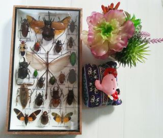Real Rare Beetle Stick Bug Cicada Scorpion Insects Display Taxidermy Framed Box