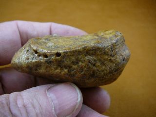 (cave293 - 5) 2 " Fossil Extinct Cave Bear Knee Cap Patella Romania Bone