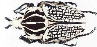 Insect - Cetonidae Goliathus Orientalis - Congo - Male 88mm.