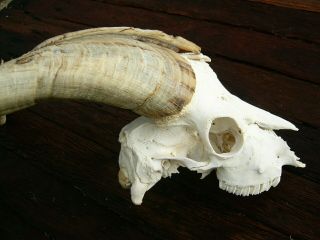 Large Billy Goat Skull With Dark Horns Taxidermy Hunting Gothic Bone Crafts