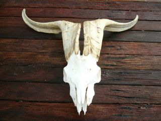 LARGE BILLY GOAT SKULL with dark horns taxidermy hunting gothic bone crafts 3