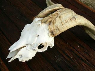 LARGE BILLY GOAT SKULL with dark horns taxidermy hunting gothic bone crafts 4