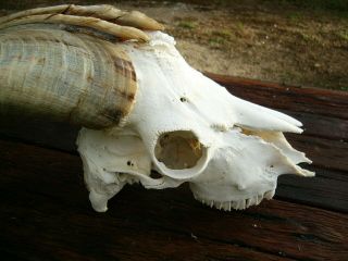 LARGE BILLY GOAT SKULL with dark horns taxidermy hunting gothic bone crafts 5