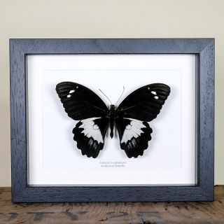 Swallowtail Butterfly Butterfly (papilio Gambrisius) Insect Taxidermy