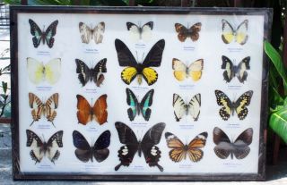 Real 20 Butterflies Mounted Wood Frame Taxidermy Big Brookiana Birdwing Gift 2