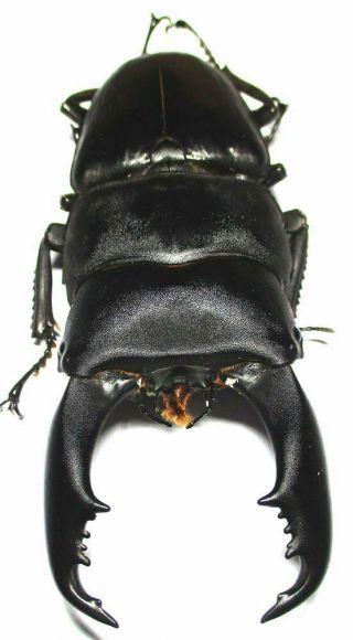 004 Lucanidae: Dorcus Titanus Imperialis Male 95.  5mm Very Large