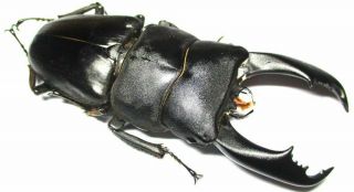 004 Lucanidae: Dorcus titanus imperialis male 95.  5mm very large 2