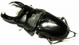 004 Lucanidae: Dorcus titanus imperialis male 95.  5mm very large 3