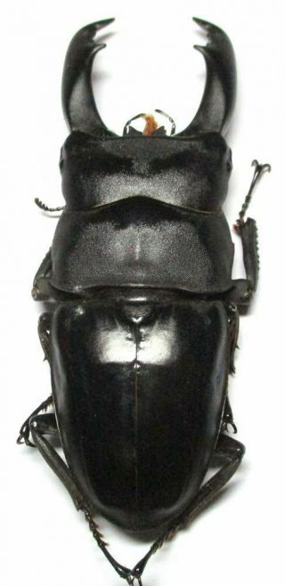 004 Lucanidae: Dorcus titanus imperialis male 95.  5mm very large 4