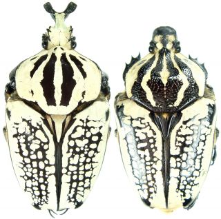 Insect - Cetonidae Goliathus Meleagris - S.  Congo - Pair 83 85mm.