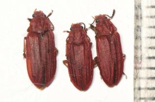 Carabidae Tenebrionidae Carabus Ground Beetle W.  Sichuan