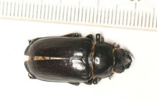 Beetle Lucanidae Lucanus Pseudolucanus Gracilis F Tibet