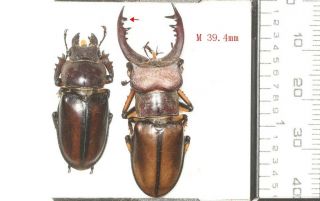 Beetle Lucanidae Lucanus Delavayi 39.  4mm P S.  Sichuan