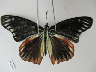 N10569.  Unmounted Butterflies: Nymphalidae Sp.  North Vietnam.  Mutation.  Very Rare