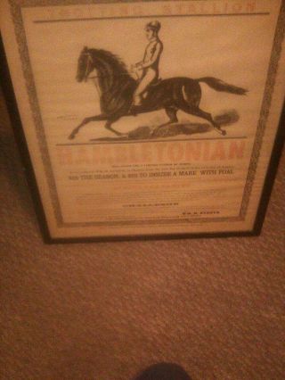 Antique Horse Racing Ad Hamiltonian Trotting Stallion Rare