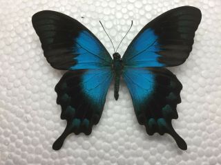 Papilio Lorquinianus Ten Rare A1 Unmounted Specimens - West Papua