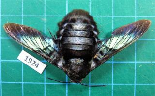 Unmounted Hawk Moth Sphingidae Sataspes Tagalica Female Laos