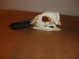 Real Magellanic Penguin Skull Taxidermy