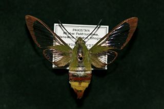 Bombycoidea,  Sphingidae: Hemaris Saundersii.  Female A1 - Pakistan.  Mounted