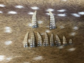 Ten Assorted Prairie Rattle Snake Rattles
