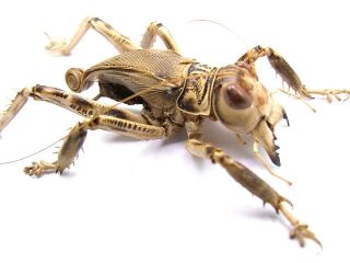 Schizodactylus Monstrosus Giant Predatory Cricket 46mm Pakistan Orthoptera Rare