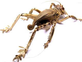Schizodactylus Monstrosus Giant Predatory Cricket 46mm Pakistan Orthoptera Rare 2