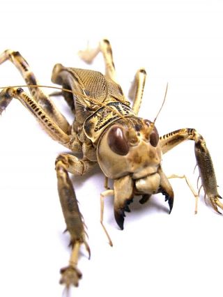 Schizodactylus Monstrosus Giant Predatory Cricket 46mm Pakistan Orthoptera Rare 3